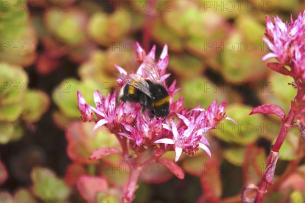 Bumblebee on a plant, July, Germany
