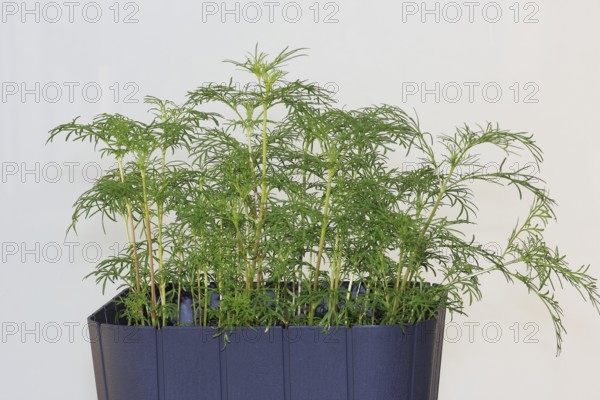 Ornamental basket 'Sensation Mix' (Cosmos bipinnatus), nine weeks after sowing, North Rhine-Westphalia, Germany