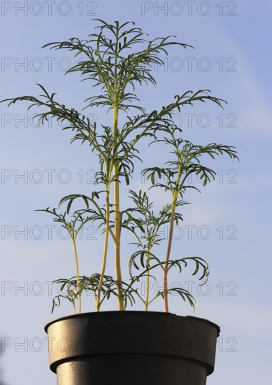 Ornamental basket 'Sensation Mix' (Cosmos bipinnatus), nine weeks after sowing, in the blue sky, North Rhine-Westphalia, Germany