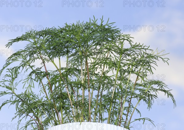 Ornamental basket 'Sensation Mix' (Cosmos bipinnatus), nine weeks after sowing, in the blue sky, North Rhine-Westphalia, Germany