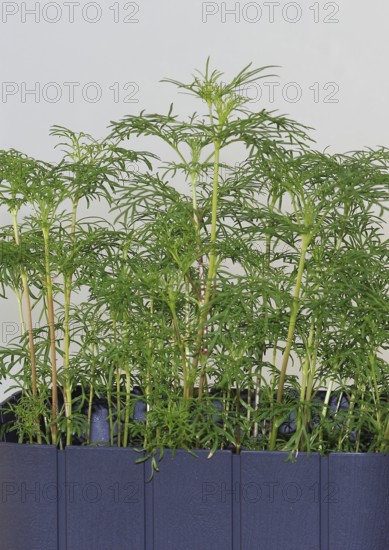 Ornamental basket 'Sensation Mix' (Cosmos bipinnatus), nine weeks after sowing, North Rhine-Westphalia, Germany