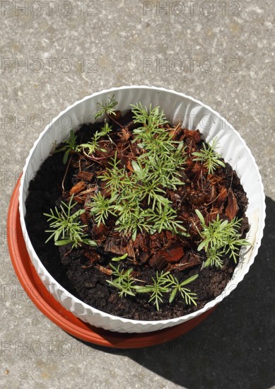 Ornamental basket 'Sensation Mix' (Cosmos bipinnatus), seven weeks after sowing, top view, North Rhine-Westphalia, Germany