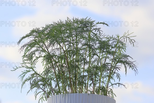 Ornamental basket 'Sensation Mix' (Cosmos bipinnatus), nine weeks after sowing, in the blue sky, North Rhine-Westphalia, Germany