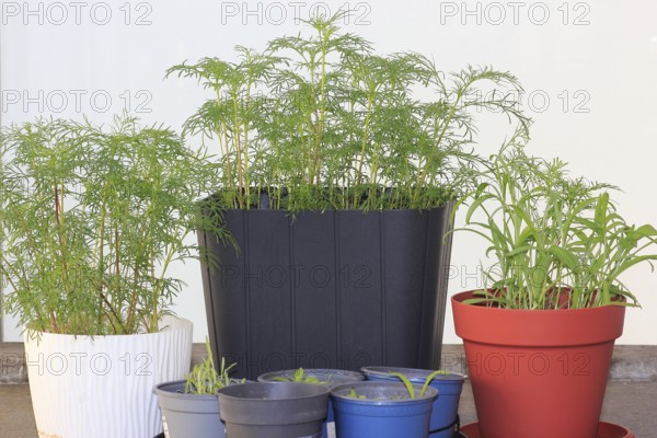 Ornamental basket 'Sensation Mix' (Cosmos bipinnatus), nine weeks after sowing together with cornflower (Centaurea cyanus), various flower pots, North Rhine-Westphalia, Germany