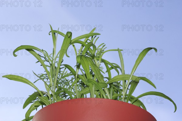 Ornamental basket 'Sensation Mix' (Cosmos bipinnatus), nine weeks after sowing together with cornflower (Centaurea cyanus), in the blue sky, North Rhine-Westphalia, Germany