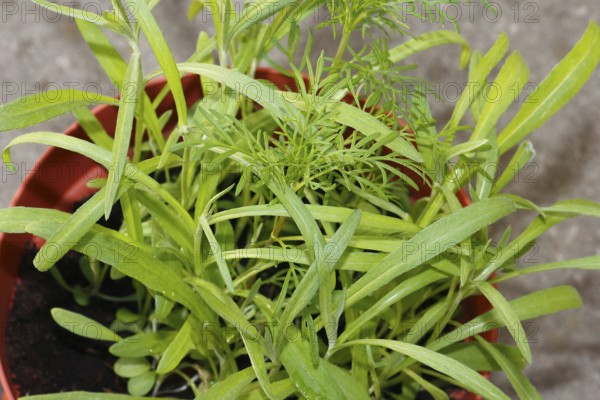 Ornamental basket 'Sensation Mix' (Cosmos bipinnatus), nine weeks after sowing together with cornflower (Centaurea cyanus), North Rhine-Westphalia, Germany