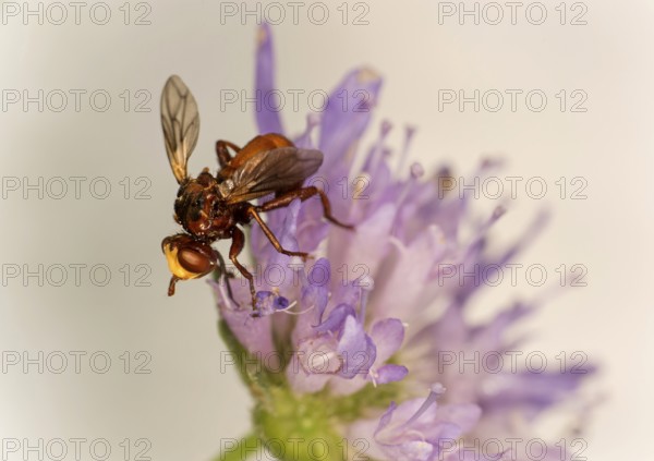 Sicus ferrugineus (Sicus ferrugineus), Ovronnaz, Valais, Switzerland