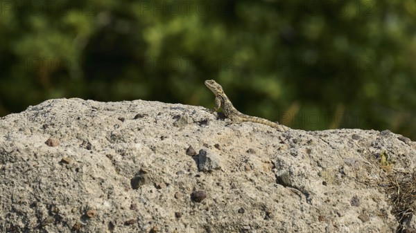 Lizard on a rock in front of a blurred green background, Ancient Agora, Kos Town, Kos, Dodecanese, Greek Islands, Greece
