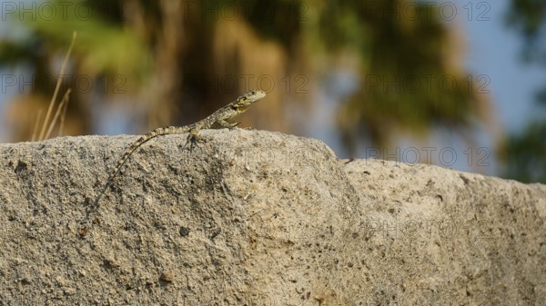 Lizard sunbathing on a rock in front of a blurred palm background, Ancient Agora, Kos Town, Kos, Dodecanese, Greek Islands, Greece