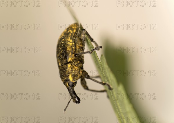 Greater thistle weevil (Larinus sturnus), Valais, Switzerland