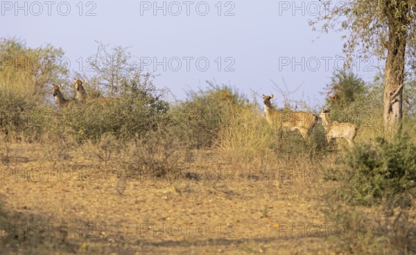 Nilgau antelope cows (Boselpahus tragocamelus) in the Thar Desert or Great Indian Desert, near Jaisalmer, Rajasthan, India