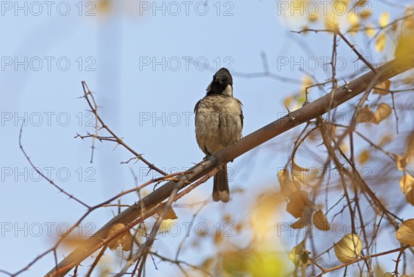 White-eared Bulbul (Pycnonotus leucotis) in the Thar Desert or Great Indian Desert, near Jaisalmer, Rajasthan, India