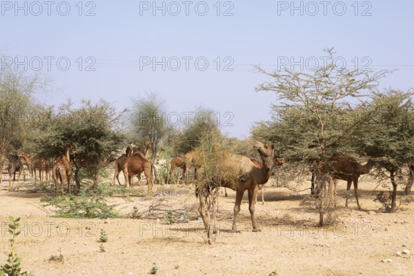 Dromedaries (Camelus dromedarius) feeding on trees in the Thar Desert or Great Indian Desert, near Jaisalmer, Rajasthan, India