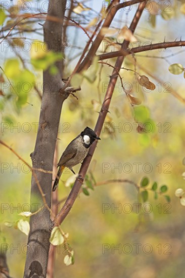 White-eared Bulbul (Pycnonotus leucotis) in the Thar Desert or Great Indian Desert, near Jaisalmer, Rajasthan, India