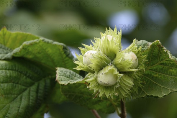 Hazelnut bush with hazelnuts, July, Germany