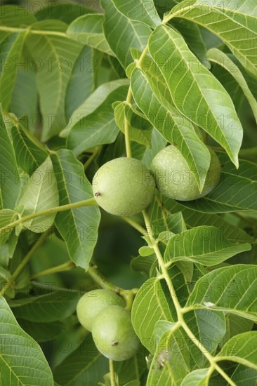 Walnut tree with walnuts, July, Germany