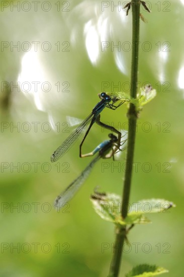 Two dragonflies on a lake shore, July, Germany