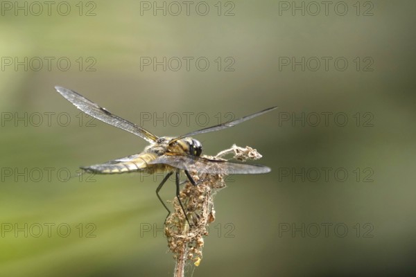 Dragonfly on a lake shore, July, Germany