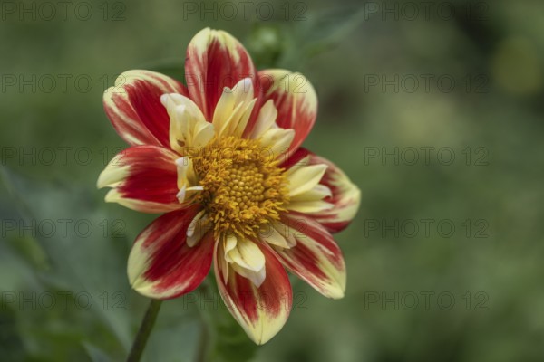 Dahlia blossom (Dahlia), Rhineland-Palatinate, Germany