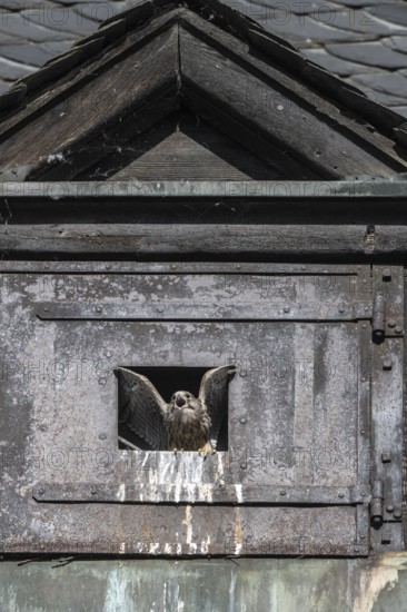 Young Common Kestrel (Falco tinnunculus) at the breeding site in Speyer Cathedral, Rhineland-Palatinate, Germany