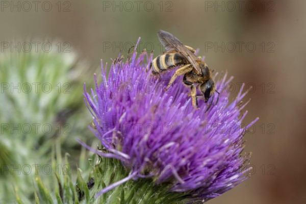 Ivy silk bee (Colletes hederae), Rhineland-Palatinate, Germany