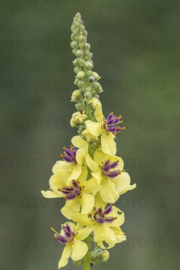 Dark mullein (Verbascum nigrum), Emsland, Lower Saxony, Germany