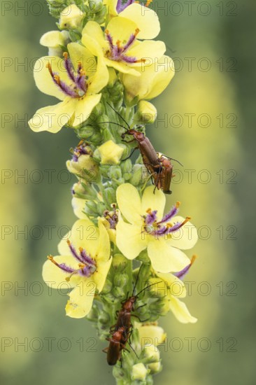 Dark mullein (Verbascum nigrum) with Cantharis livida (Cantharis livida), Emsland, Lower Saxony, Germany