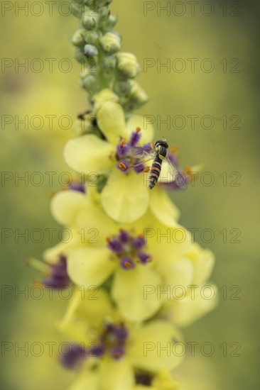 Dark mullein (Verbascum nigrum) with hoverfly (Sphaerophoria rueppelli), Emsland, Lower Saxony, Germany