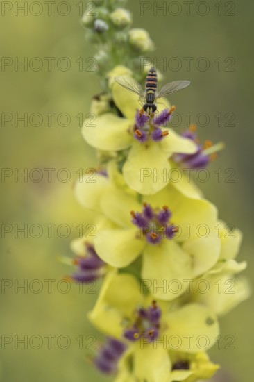 Dark mullein (Verbascum nigrum) with hoverfly (Spaerophoria rueppelli), Emsland, Lower Saxony, Germany