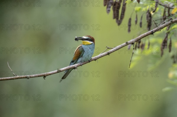 Bee-eater (Merops apiaster), Rhineland-Palatinate, Germany