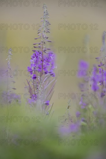 Willowherb (Epilobium angustifolium), Emsland, Lower Saxony, Germany
