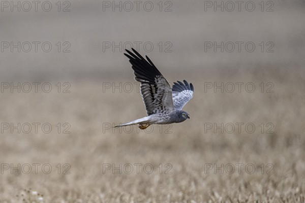 Montagu's harrier (Circus pygargus), Emsland, Lower Saxony, Germany