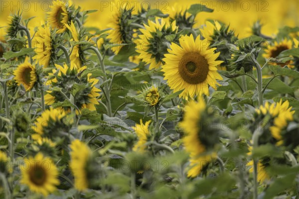 Sunflowers (Helianthus annuus), Emsland, Lower Saxony, Germany