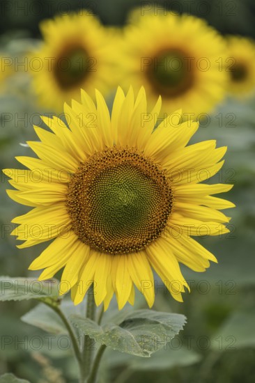 Sunflowers (Helianthus annuus), Emsland, Lower Saxony, Germany