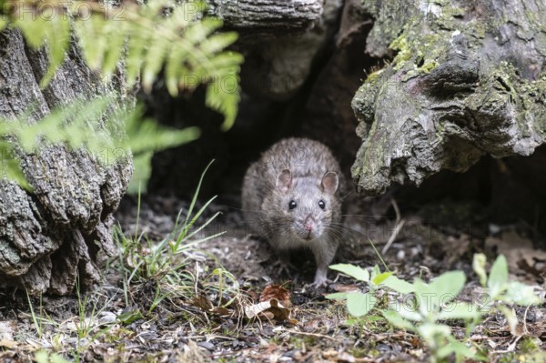 Norway rat (Rattus norvegicus), Emsland, Lower Saxony, Germany