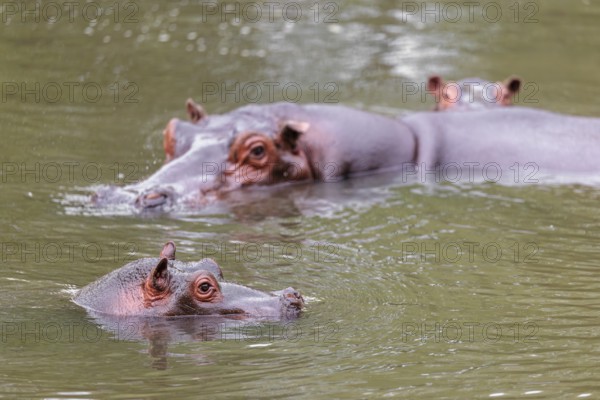 A baby hippopotamus (Hippopotamus amphibius) and its mother swimming in a river
