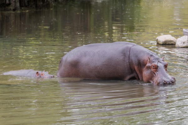 A baby hippopotamus (Hippopotamus amphibius) and its mother walk in shallow water