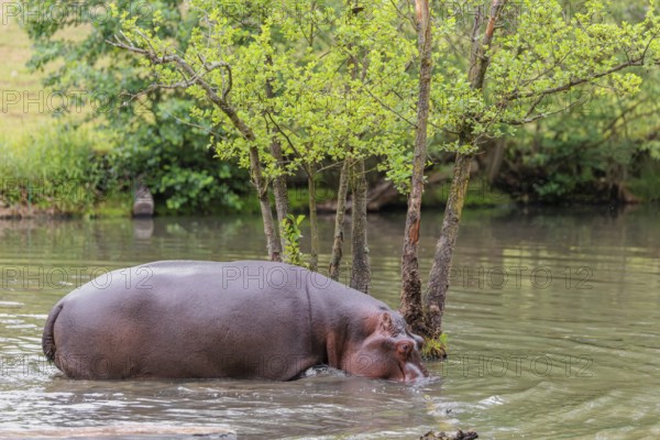 An adult hippopotamus (Hippopotamus amphibius) walks in shallow water