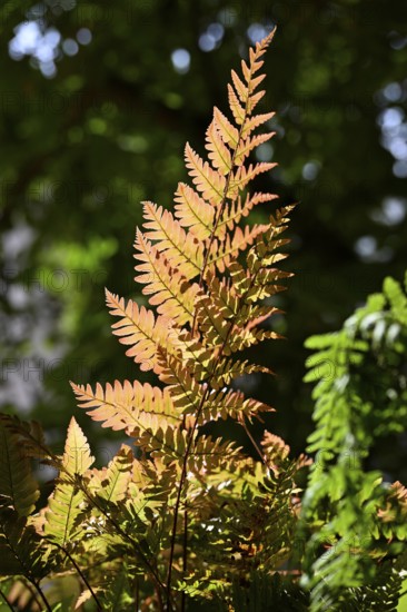 Red veil fern (Dryopteris erythrosora)