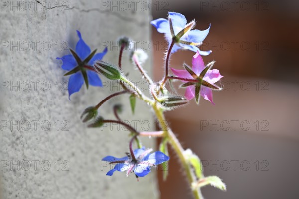 Flowers, annual borage, common borage, borage, cucumber herb, cucumber herb (Borago officinalis)