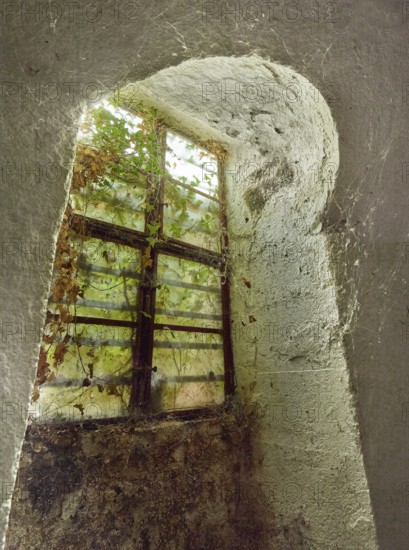 Basement window in abandoned cellar, covered with cobwebs and dried ivy