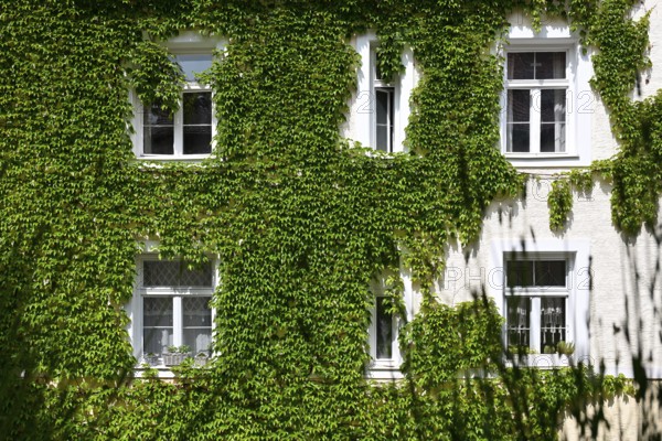 Wild Vine on house facade