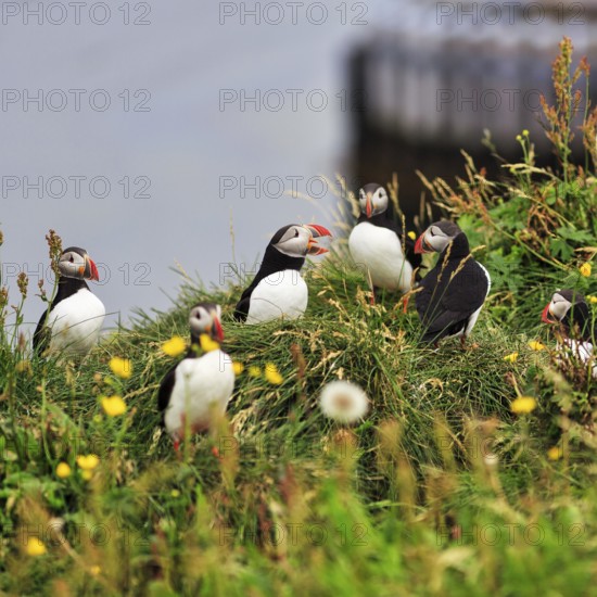 Puffin (Fratercula arctica) calling, meadow on bird cliffs, Borgarfjarðarhöfn near Bakkagerði, Bakkagerdi, Borgarfjörður eystri, East Iceland, Iceland