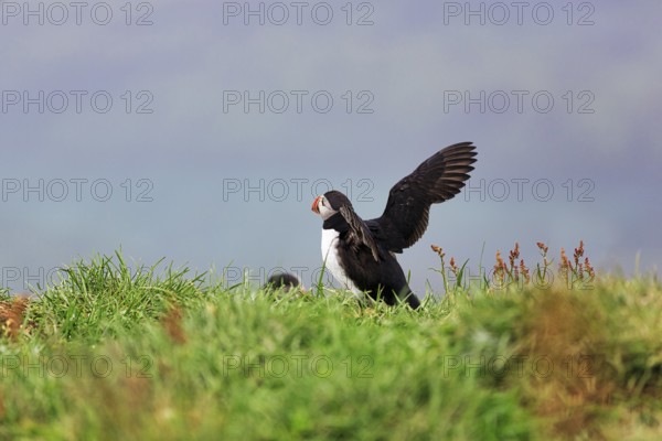 Puffin (Fratercula arctica) landing in a meadow, Borgarfjarðarhöfn near Bakkagerði, Bakkagerdi, Borgarfjörður eystri, East Iceland, Iceland