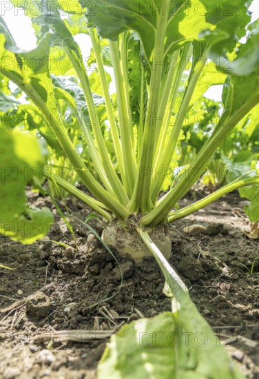 Sugar beet in a field, still growing, west of Kerken, on the Lower Rhine, North Rhine-Westphalia, Germany