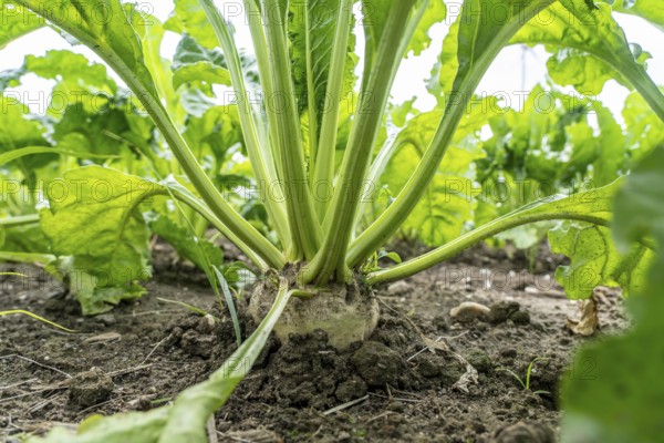 Sugar beet in a field, still growing, west of Kerken, on the Lower Rhine, North Rhine-Westphalia, Germany