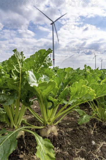 Sugar beet in a field, still growing, west of Kerken, on the Lower Rhine, wind farm, North Rhine-Westphalia, Germany