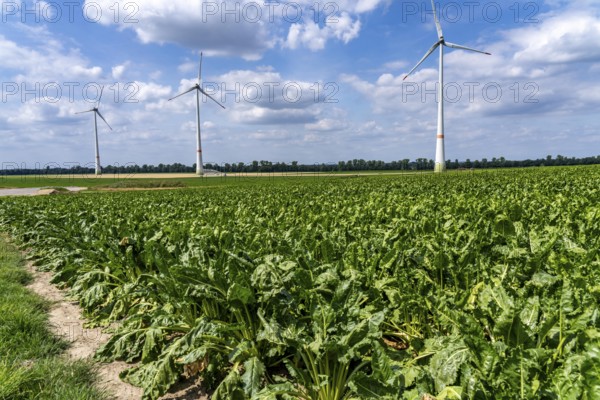Sugar beet in a field, still growing, west of Kerken, on the Lower Rhine, wind farm, North Rhine-Westphalia, Germany