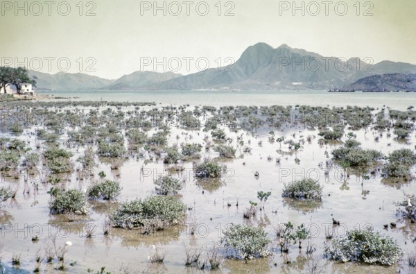 Coastal landscape Tai Po Hoi harbour, New Territories, Hong Kong, Asia, 1964