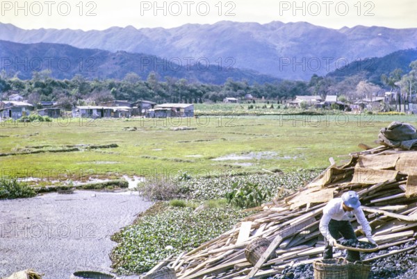 Coal sifting, pig weed, rice paddy fields, Tai Po, New Territories, Hong Kong, Asia, 1964